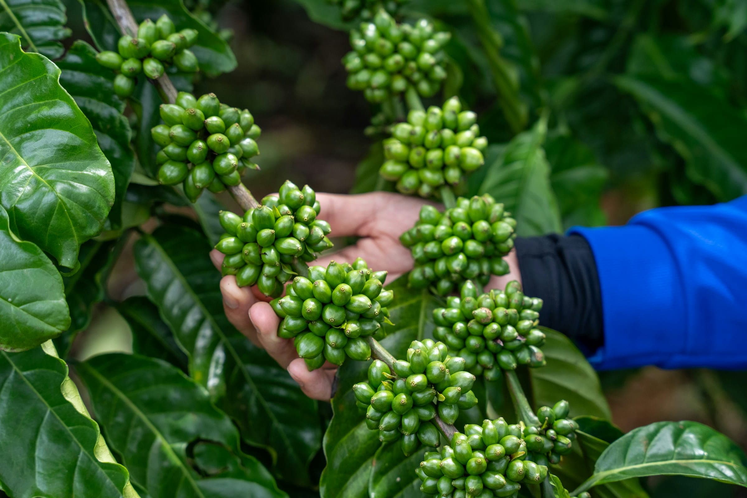 Sustainable Coffee: From Farm to Capsule